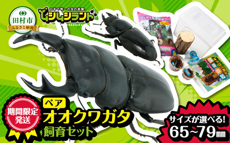 【先行予約】 オオクワガタペア 飼育 セット 65mm～ 福島県 田村市 田村