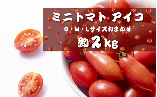 ミニトマト アイコ (松トマト） 約2kg（S・M・Lサイズおまかせ）【5月発送】【sml131A-5】