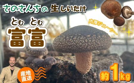 【 11月以降発送 】しいたけ 約1kg 生 しいたけ