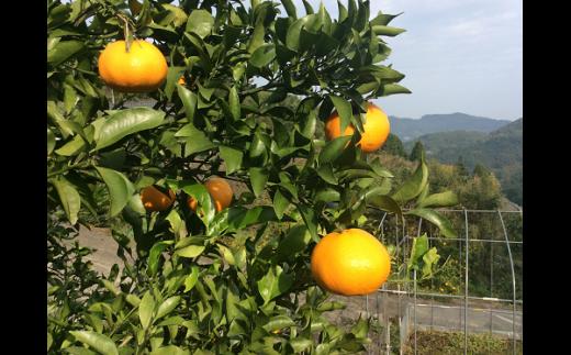 はるみ(写真はイメージです)