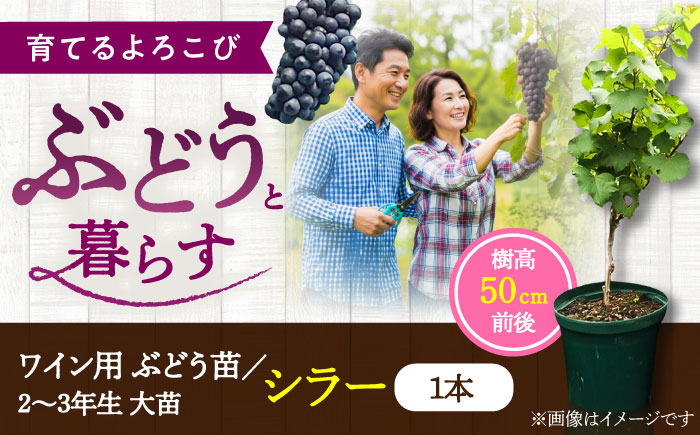 ワイン用ブドウ苗(シラー シラーズ)6号鉢入り 2～3年生 大苗 樹高50cm前後 苗 苗木 果樹  / ぶどう ぶどう苗木 葡萄 ぶどうの木 庭木 植木 熊本県 菊陽町 【Herb＆Rose】 [B