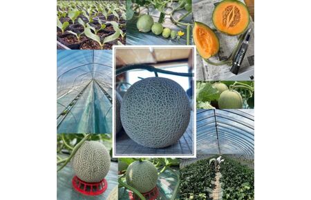 【数量・期間限定】 ふらのメロン キングルビー 秀大2玉［1玉2kg以上］計4kg以上 富良野 赤肉 めろん 北海道 甘い 大きい