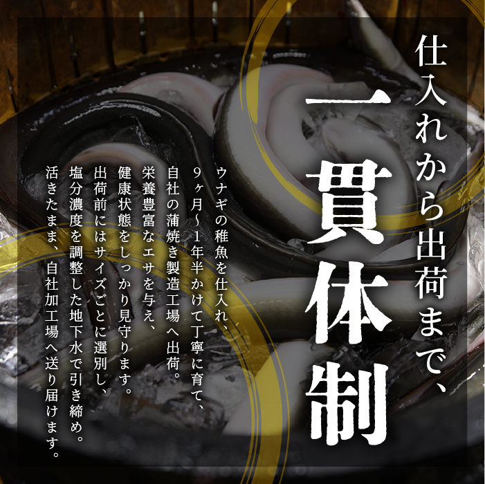 【鹿児島県産】鰻の蒲焼(無頭背開き)約165g×2尾(山中水産/016-1065) うなぎ 国産 鹿児島 蒲焼 丑の日 丑 土用丑の日