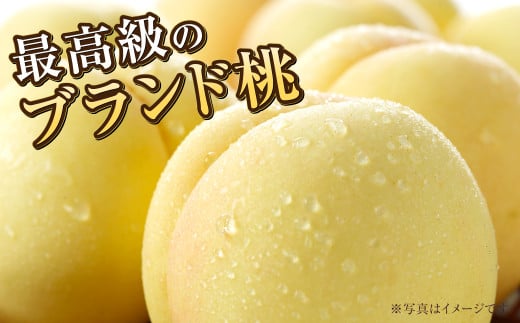 岡山白桃 エース 3玉×約250g（2Lサイズ） 計約750g 岡山県産【2026年7月上旬～8月下旬発送予定】 白桃 桃 もも モモ