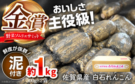 【2025年10月以降発送】金賞れんこん 約1kg / れんこん 蓮根 レンコン れんこん れんこん れんこん れんこん[IBD015]