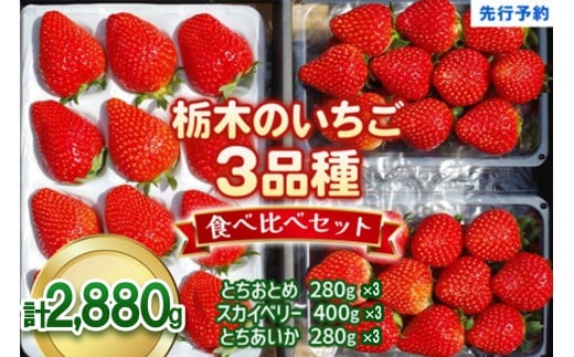 いちごの贅沢！栃木の3品種食べ比べセット 2,880g (960g×3)《12月中旬～4月の期間で発送》 澳原いちご農園  | いちご 苺 イチゴ フルーツ 果物 産地直送 栃木県産