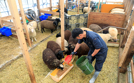 【八幡平ひつじ】 羊肉 スライス おまかせ 300g ラム または マトン ／ 羊肉 ひつじ肉 ジンギスカン グルメ ヘルシー お取り寄せ お取寄せ 自宅用 家庭用 冷凍発送 真空パック 焼肉 焼き肉