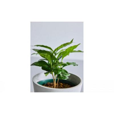 ふるさと納税 横浜市 【鉢付き】コーヒーの木 テーブルMサイズ【鉢:ブルーグレー】 |  | 02