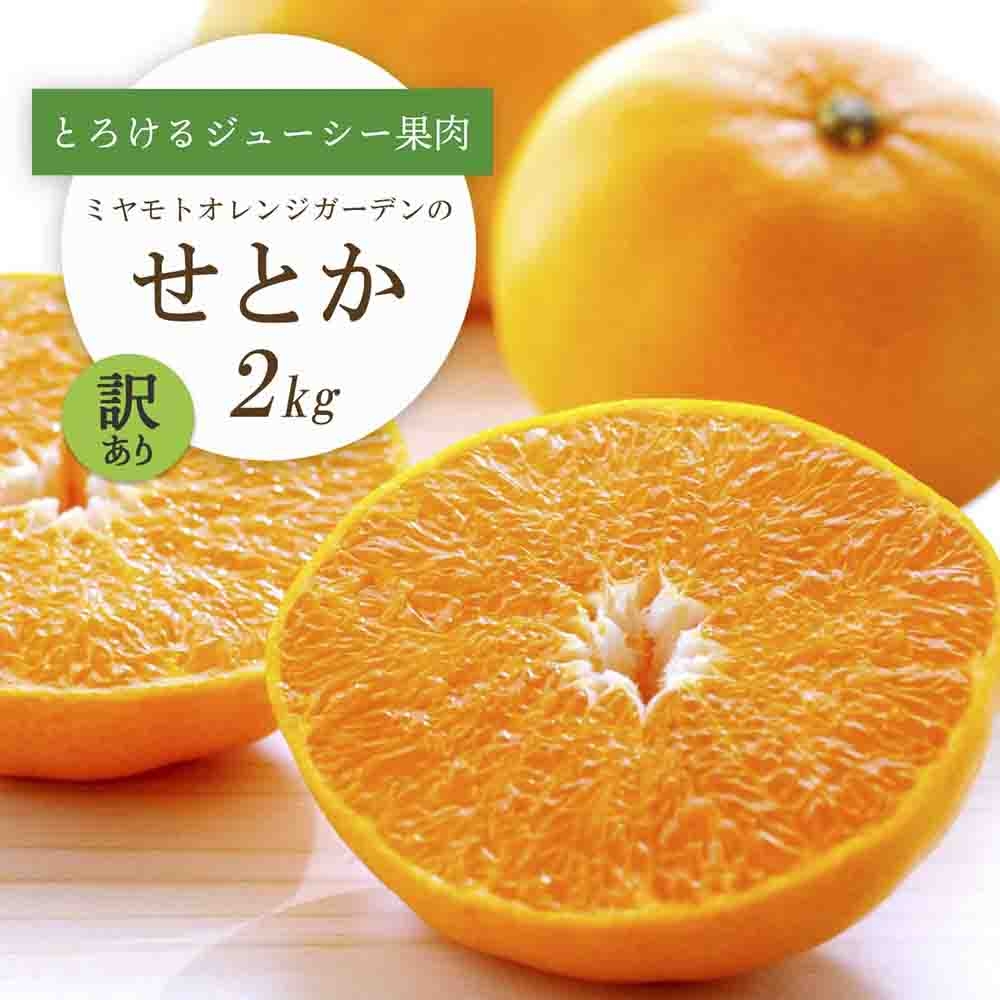 
                  【先行受付】 とろける濃厚柑橘 せとか2kg 愛媛県八幡浜産＜訳あり＞＜C25-185＞【1608186】 YWTAP126
                