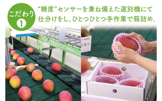 【2026年8月より順次発送】キーツマンゴー 2～3玉(約2kg)(化粧箱)｜沖縄県 豊見城市 マンゴー キーツマンゴー フルーツ 果物 くだもの おきなわマンゴー 先行予約 ギフト 贈り物 化粧箱入