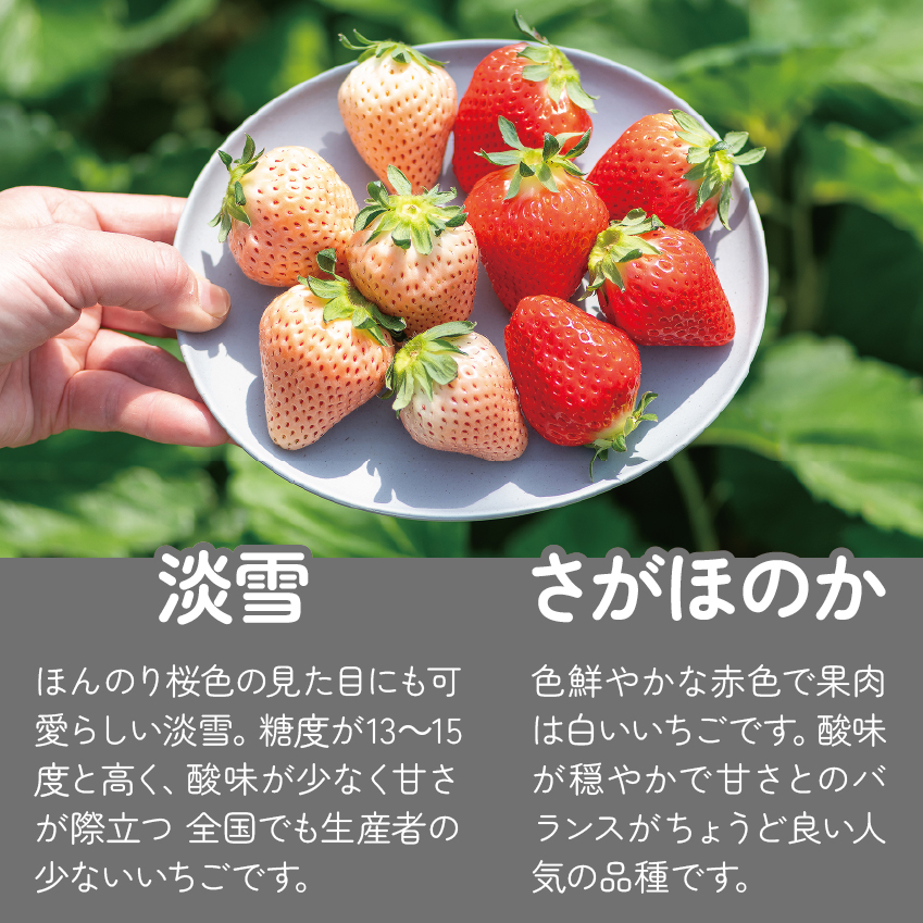 【定期便3回】佐賀県産 紅白いちご 食べ比べ 1~3月発送 淡雪 さがほのか フルーツ 果物 定期便 旬 苺 紅白 白いちご 九州 佐賀県 佐賀市 清瀬農園：B395-010