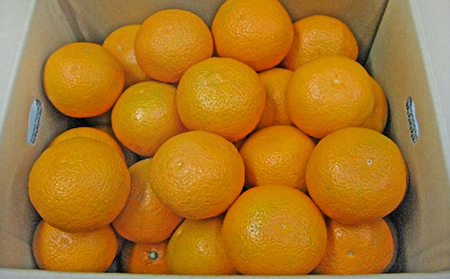 清見　約10kg ［温州みかんの甘味とオレンジの香り］ 果物類 柑橘類 フルーツ ミカン 蜜柑 くだもの 