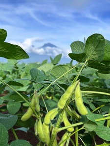 北杜市明野産枝豆　「愛豆(ういまめ)」2.2㎏　(550g×4袋) 枝豆 えだまめ 2.2kg 550g×4袋 【期間限定】 愛豆(ういまめ) 上品な甘み 食べごたえ抜群 おつまみ ビール 冷蔵 山梨