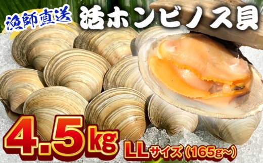漁師直送！活ホンビノス貝4.5kg（LLサイズ）　ホンビノス 貝 白はまぐり 大あさり 浜焼き BBQ バーベキュー アウトドア キャンプ 漁師直送 産地直送 魚介類 海鮮 貝 シーフード クラムチャウダー スープ パスタ 天ぷら 酒蒸し 千葉県