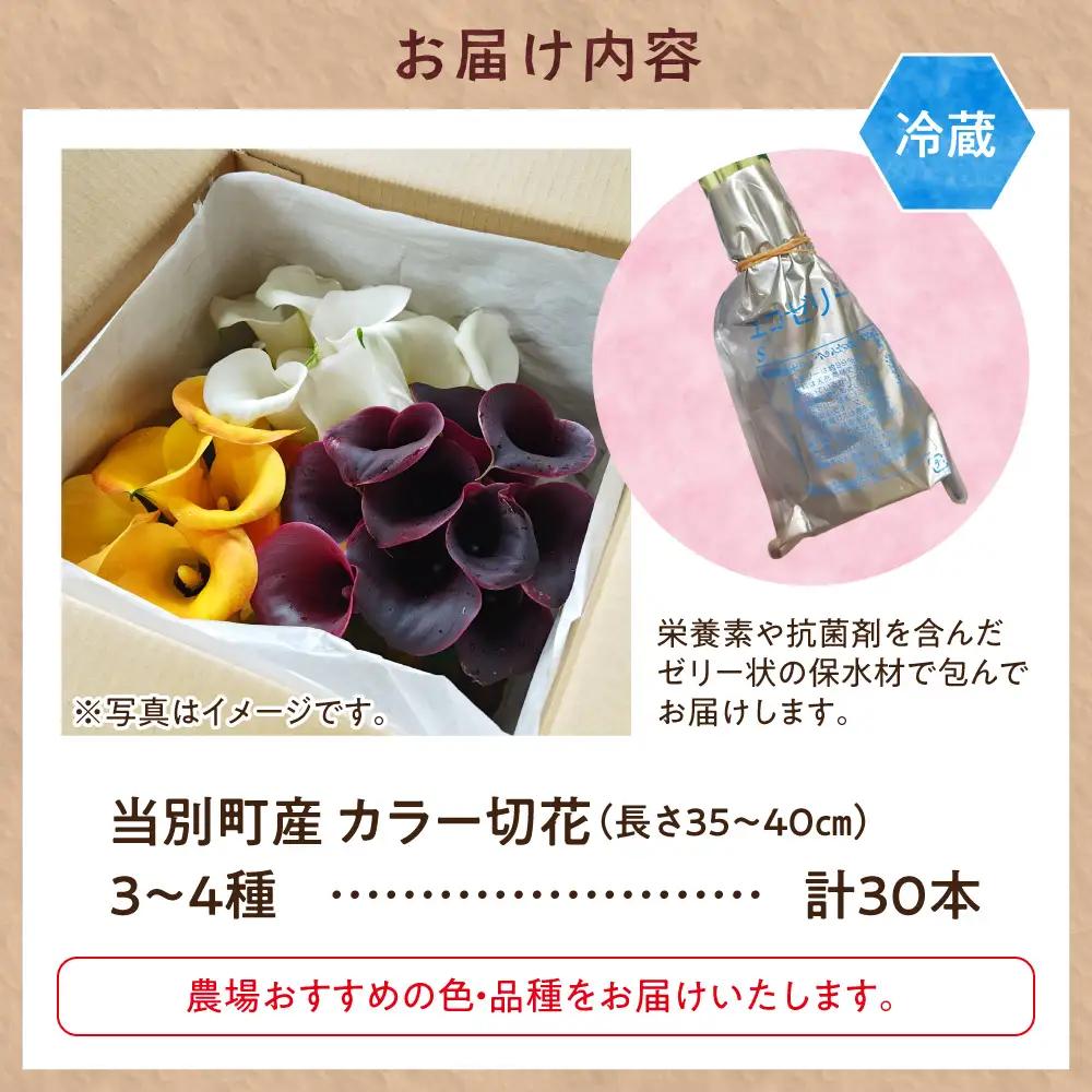 カラー 切花 30本（3～4品種）四季農場《7月上旬-10月中旬頃出荷》切り花 冷蔵便