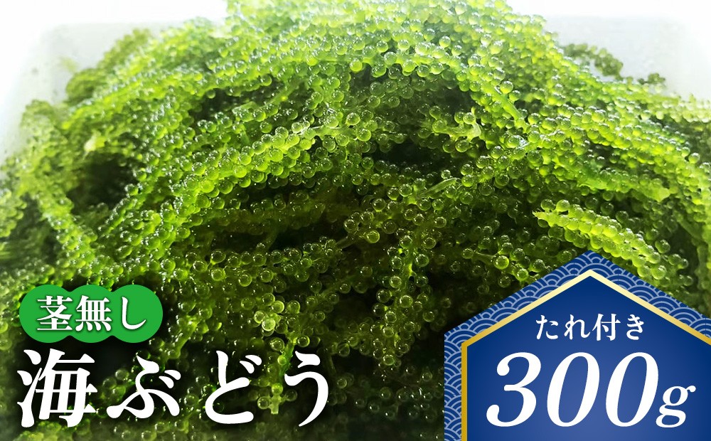 
                  茎無し海ぶどう　300g（たれ付き） 沖縄県産 名護市 海ぶどう 海ブドウ うみぶどう 茎無し 茎なし たれ付き 鮮度抜群 海藻 海鮮 おつまみ プチプチ 常温 お取り寄せ 人気 おすすめ オススメ 沖縄 やんばる
                