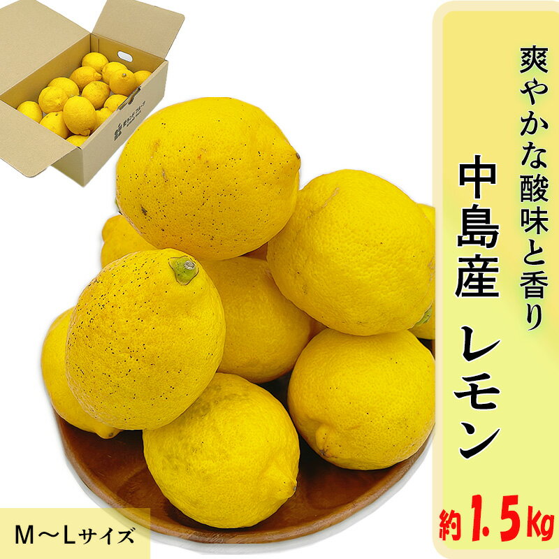 【ふるさと納税】 【11月上旬より発送】中島産 レモン M から L サイズ 約1.5kg | 先行予約 檸檬 レモン 国産 柑橘 レモンジャム レモンサワー ピール 中島 愛媛県 松山市 フジ・アグリフーズ