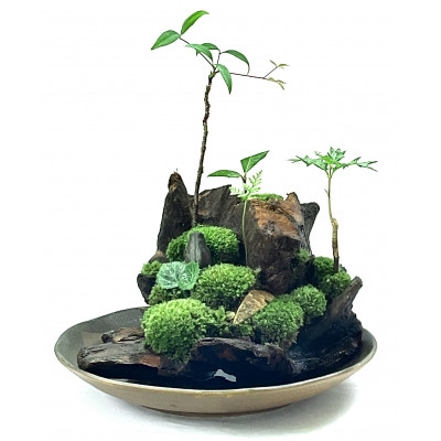 
            苔盆景流木山水画は、自然の美しさを凝縮した、心が和むアイテムです。【1432690】
          