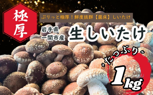 静かなハウスでじっくり育てた、ぷりっと極厚鮮度抜群しいたけ 1kg 椎茸 シイタケ