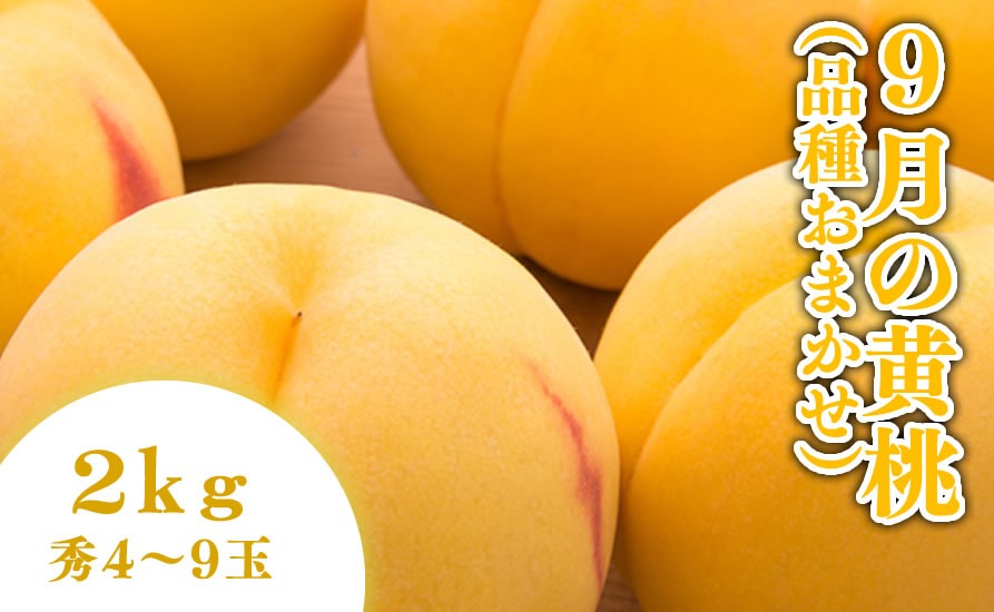 
                  08-01-192　9月の黄桃 2kg
                