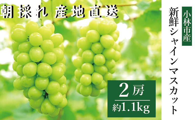 
            【先行受付】新鮮シャインマスカット2房（1.1㎏程度）（果実 フルーツ ぶどう マスカット 2025 先行予約 人気 限定 宮崎 小林市） 
          