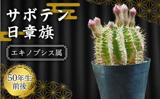 サボテン 日章旗 エキノプシス属 【白峯園】 観葉植物 盆栽 観葉 植物 人気 オススメ 玄関 リビング キッチン かわいい リラクゼーション 室内栽培 プレゼント ギフト 趣味 風水 緑 ライフスタイル インテリア F21J-270
