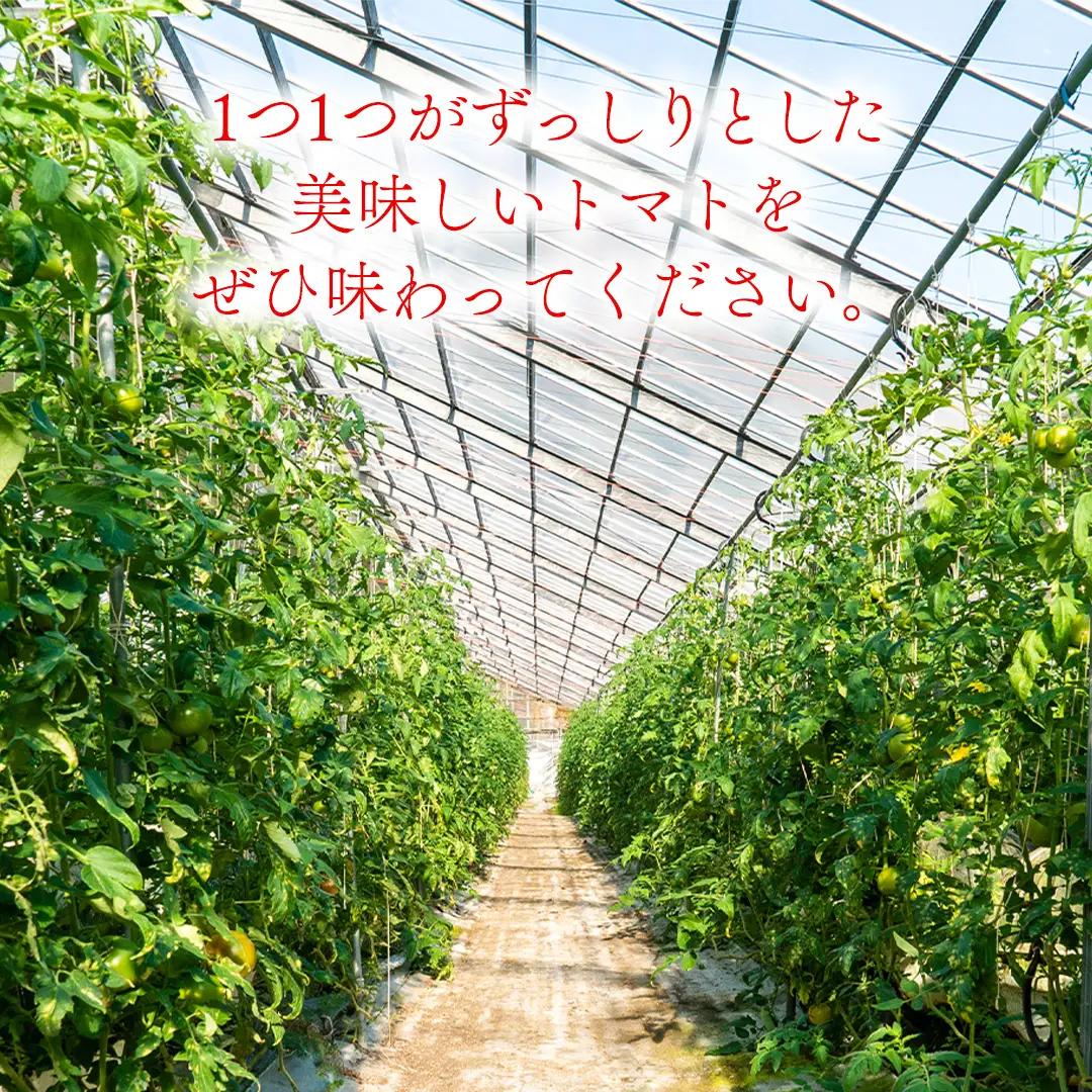 冬春トマト 完熟収穫 約2kg( 10～15個 )  西田農園 【2026年12月～5月発送】