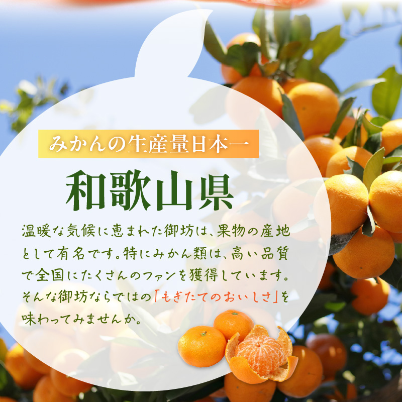 【0057-4】「濃厚な味のとろける美味しさ」温州みかん 5kg《先行予約》