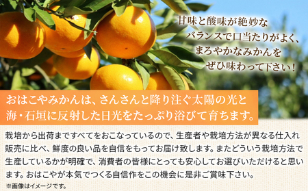 ＜おはこやがつくる 高品質みかん 約2kg（S～Lサイズ）＞ 果物 くだもの フルーツ 柑橘 みかん ミカン 蜜柑 まろやか 絶妙 特産品 西宇和 おはこや 愛媛県 西予市 【常温】『2025年11月