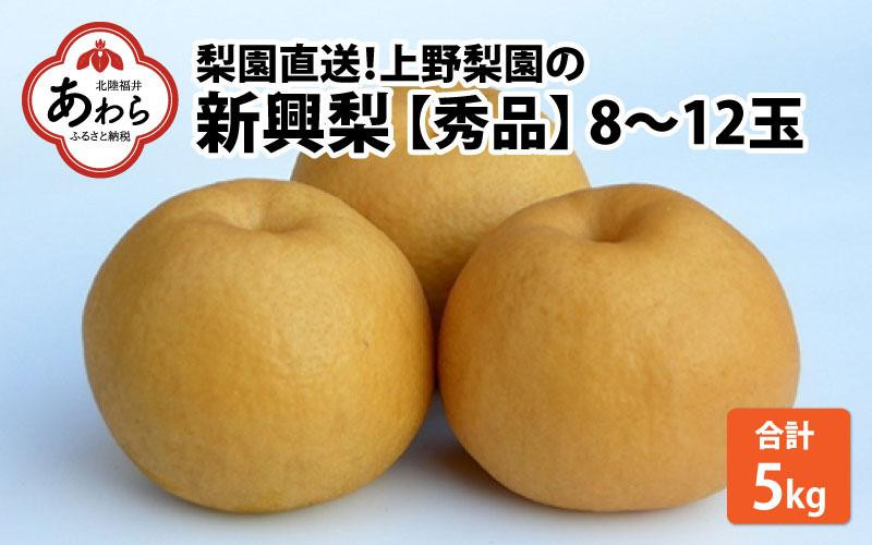 
            【先行予約】上野梨園の新興梨 8～12玉入 約5kg  4L～6L【秀品】《数量限定》梨園直送！ / 期間限定 果物 フルーツ 農家直送 シャキシャキ もぎたて 旬 お取り寄せ ※2025年10月上旬より順次発送
          