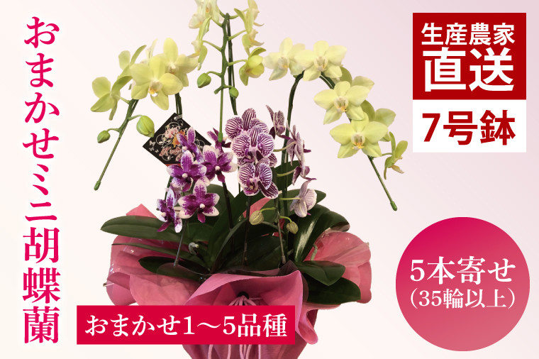 
                  花 おまかせ ミニ胡蝶蘭 5本寄せ お花 花 コチョウラン 胡蝶蘭 蘭 ラッピング 贈り物 プレゼント 誕生日 お祝い 誕生日 母の日 父の日 敬老の日
                