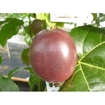 ふるさと納税 伊仙町 (2025年6月より順次発送)カイトフルーツのパッションフルーツ箱入り2kg(1kg箱×2)