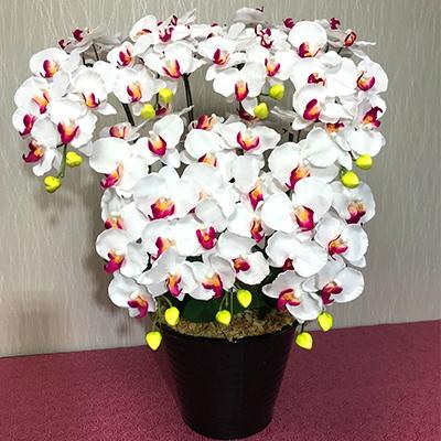 ふるさと納税 大垣市 光触媒造花胡蝶蘭　7本立(ホワイトピンク)