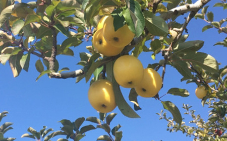 【2025年発送】家庭用　長野県北信州のりんご　約10kg(20～30玉)おまかせ2品種【1575400】