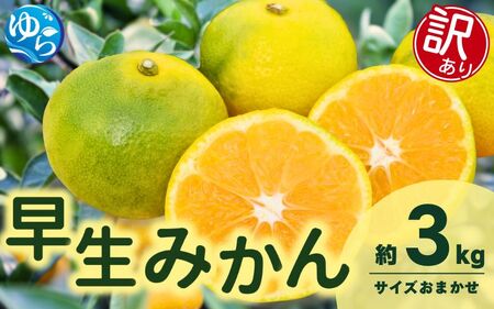 訳あり 由良 早生 みかん (サイズおまかせ) 3kg ※2026年11月上旬～12月上旬に順次発送予定※北海道・沖縄・離島配送不可 / 温州みかん 甘い 家庭用 柑橘 果物 和歌山【eiw019】