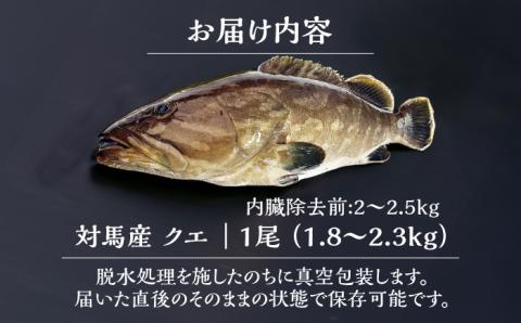 【1週間以内発送】対馬産クエ 丸ごと1匹！1.8kg以上！《対馬市》【エムズスタイル】直送 新鮮 マルモン 刺身 しゃぶしゃぶ 鍋 くえ アラ 高級魚 お祝い [WCN001] スピード発送 最速発送 最短発送