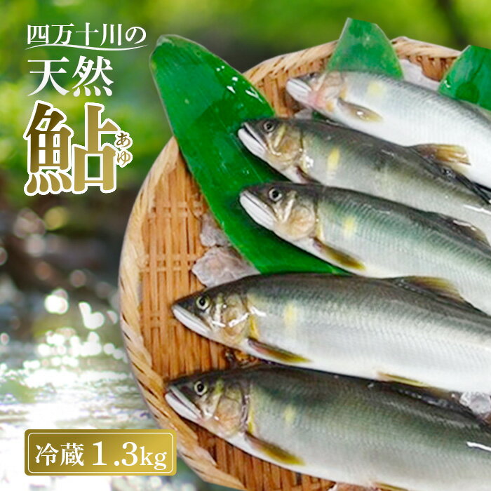 【ふるさと納税】 鮎 1.3kg 6～22尾 冷蔵 天然鮎 四万十川 上流 釣り鮎 あゆ アユ 川魚 高知 四万十