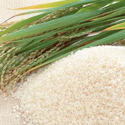 ふるさと納税 新見市 にいみ源流米 コシヒカリ 精米 10kg(5kg×2袋)