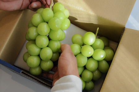 【2026年発送★先行予約】笛吹市産　厳選シャインマスカット［1.2kg］（2～3房）フルーツ大国！山梨県笛吹市より産地直送 209-003-26y OUTTA REACH JAPAN