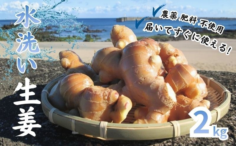 
                  自然 の力だけで育てた こだわり 農法の 生姜 ( 水洗い 2kg ) 高知県黒潮町 産 しょうが 高知 野菜 やさい 薬味 やくみ 生姜焼き 料理 ジンジャー 炒め物 煮物 [1323-2]
                