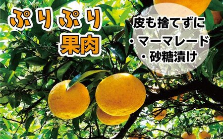 HA0489_玄界灘の潮風を浴びて・・・【潮風甘夏5kg】【ほたるの里】