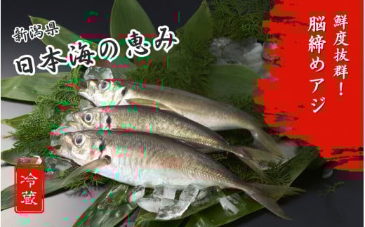 【鮮魚】アジ 脳締め〈内臓あり〉800g以上 冷蔵 新鮮 獲れたて 海鮮 大きい 800g以上 新潟県 出雲崎町