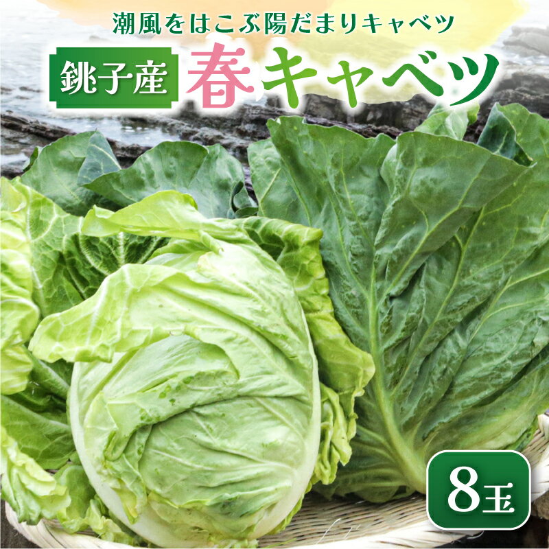 【ふるさと納税】 先行予約 春キャベツ 8玉 数量限定 期間限定 旬の野菜 旬の味覚 春の風物詩 甘い キャベツ 生食 千切り サラダ 焼きそば 炒め物 贈答 プレゼント 贈り物 ギフト 贈答 グルメ 発送時期 2026年4月〜(なくなり次第終了) 送料無料 千葉県 銚子市 小野商店