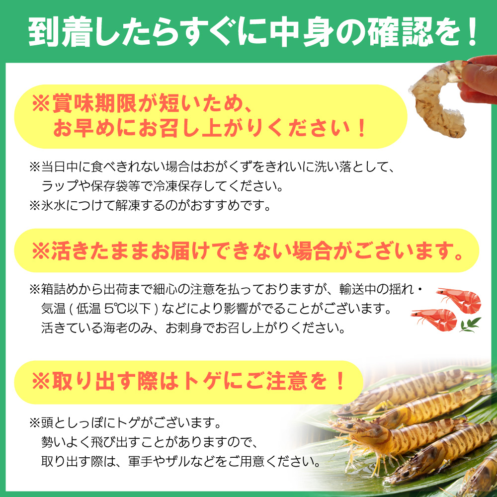 【期間限定】姫島産 活き車えび (養殖) 1kg 常温配送 お歳暮ギフト 熨斗可 【宅配ボックス不可】 国産 海鮮 ギフト 刺身 焼き しゃぶしゃぶ A33