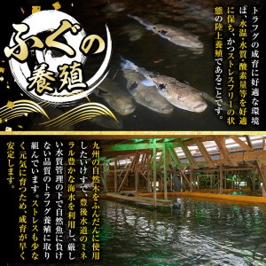 生簀直送 とらふぐ ぽん酢付き 刺し身 セット (刺し身×2皿・ヒレ×10g・皮スライス×60g) 魚 ふぐ 河豚 刺身 さしみ 小分け かぼす ポン酢 もみじおろし 冷凍 瞬間凍結 佐伯 養殖 国産