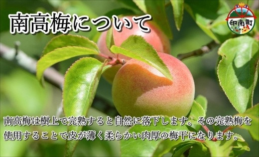 紀州南高梅詰め合わせセット 600g（蜂蜜、しそ梅、味梅各100g×2個）