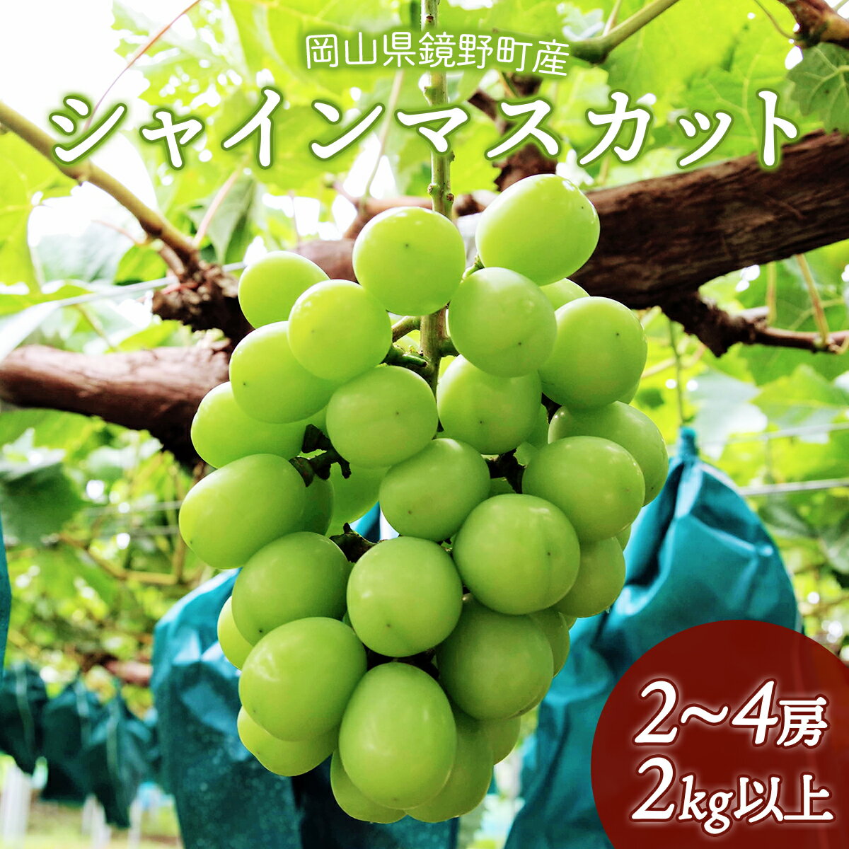 【ふるさと納税】【期間限定】鏡野町産 シャインマスカット 2kg（2～4房） | 厳選 ふるさと納税 葡萄 ぶどう ブドウ フルーツ 果物 皮ごと 美味しい 高糖度 岡山 送料無料