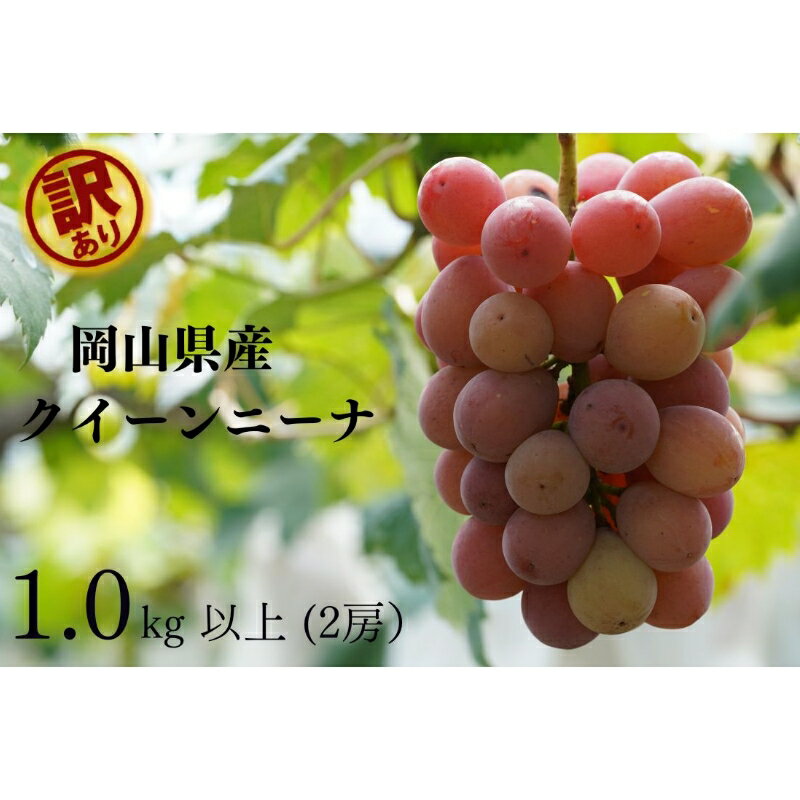 【ふるさと納税】 岡山県産 【訳あり】 　クイーンニーナ1.0kg以上　2房　産地直送　朝採れ　2025年8月25日頃より順次発送予定 【配送不可地域：離島・沖縄県】 岡山 ぶどう ブドウ 葡萄 訳あり 果物 フルーツ 【1579401】