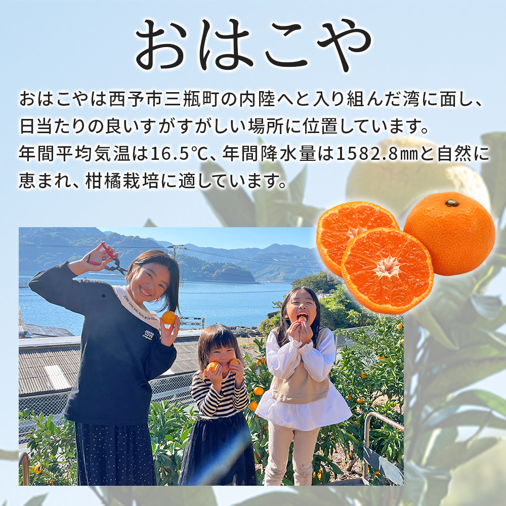 ＜おはこやがつくる 甘平 約2kg（L～3Lサイズ）＞ 果物 フルーツ 柑橘類 かんぺい カンペイ オレンジ みかん ミカン サイズ混合 おいしい 甘い 愛媛限定栽培 特産品 産地直送 西宇和 愛媛県