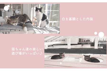 猫ルーム1時間利用チケット2枚 ／ hinacafe 猫カフェ 保護猫 遊び 触れ合い 写真撮影 まったり 癒し 山口県 No.202